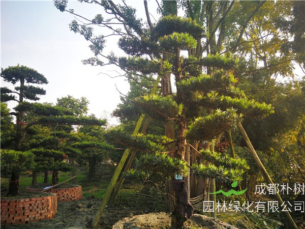 成都市-温江区苗木基地直销的18公分罗汉松价格有什么变化吗？